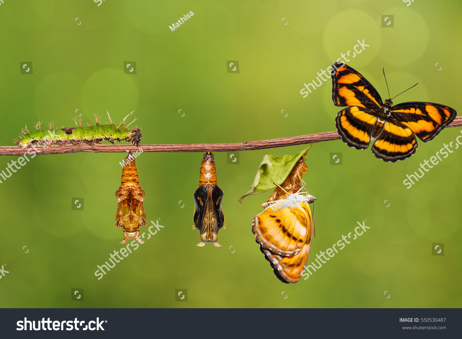 Life cycle of colour segeant butterfly ( Athyma nefte ) from caterpillar and pupa , metamorphosis , growth hanging on twig  #550530487