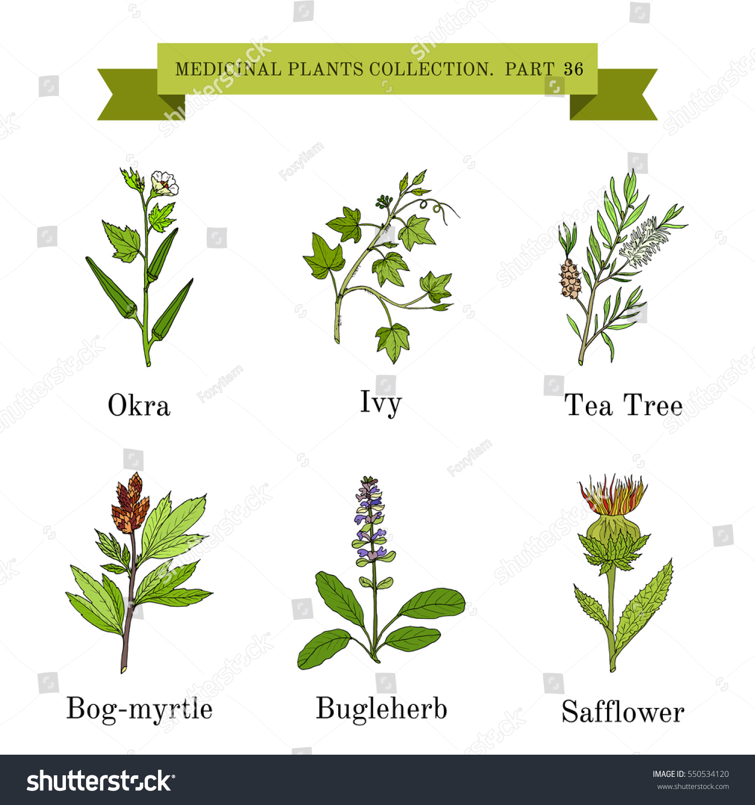 Vintage collection of hand drawn medical herbs and plants. Botanical vector illustration #550534120