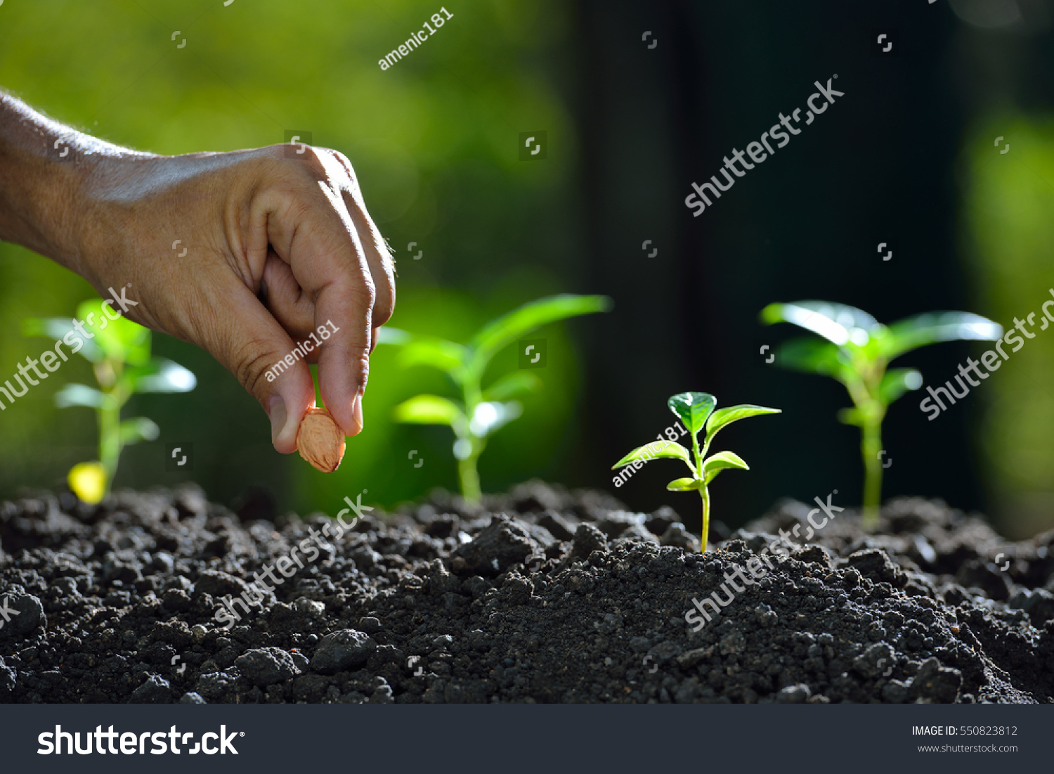 Farmer's hand planting a seed in soil #550823812