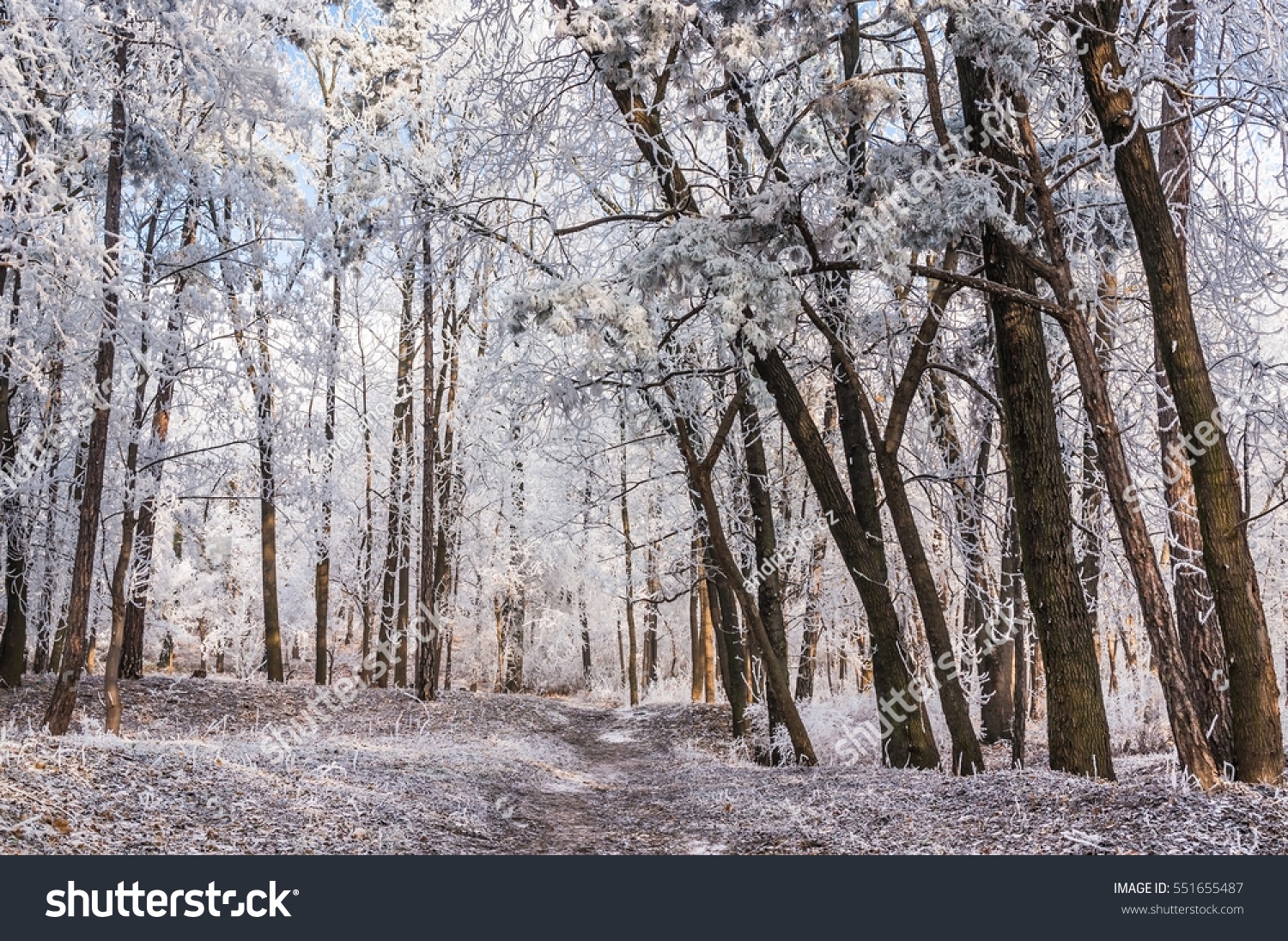 Winter scene of a snowy trees completely covered with frost #551655487