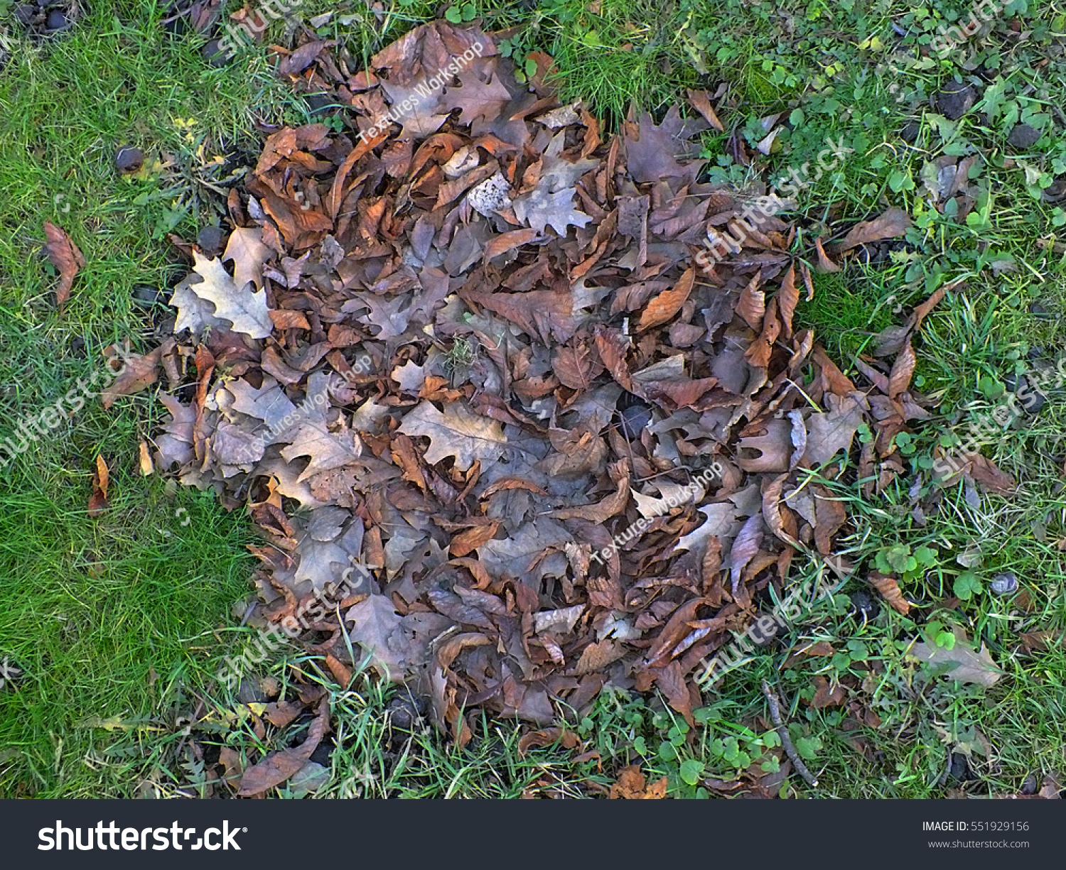 autumn grass greens leaves rotten #551929156