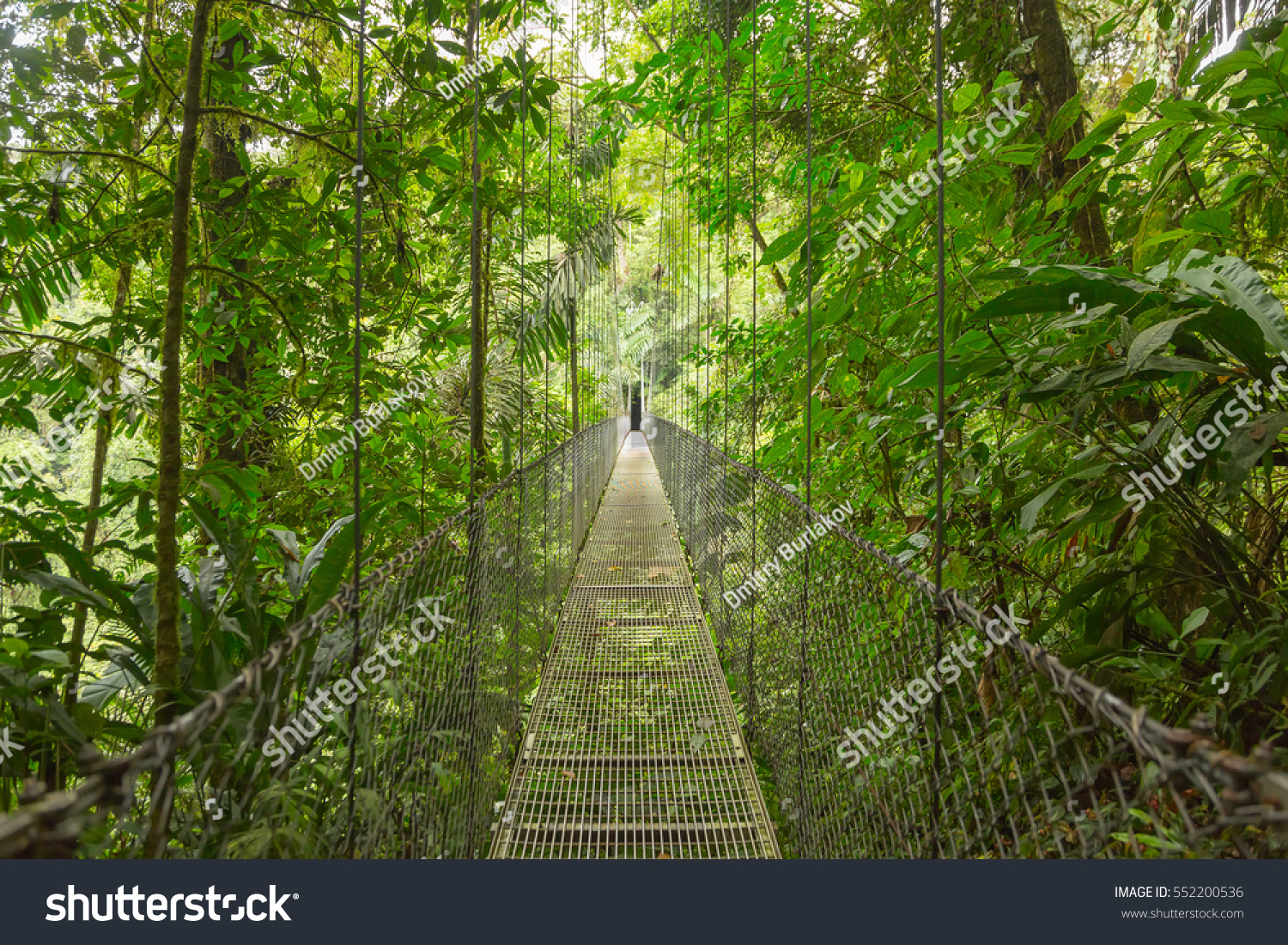 Hanging bridge at natural rainforest park in Costa Rica #552200536