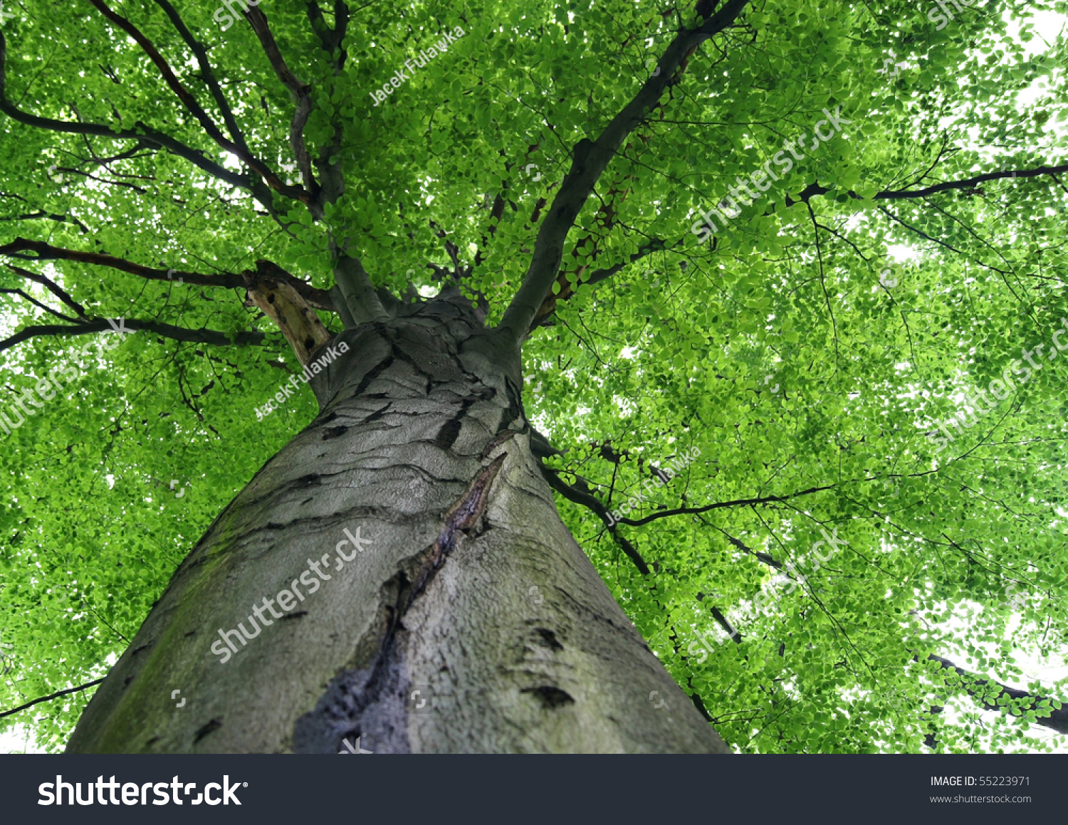 Walk in the woods, below a huge leafy tree #55223971