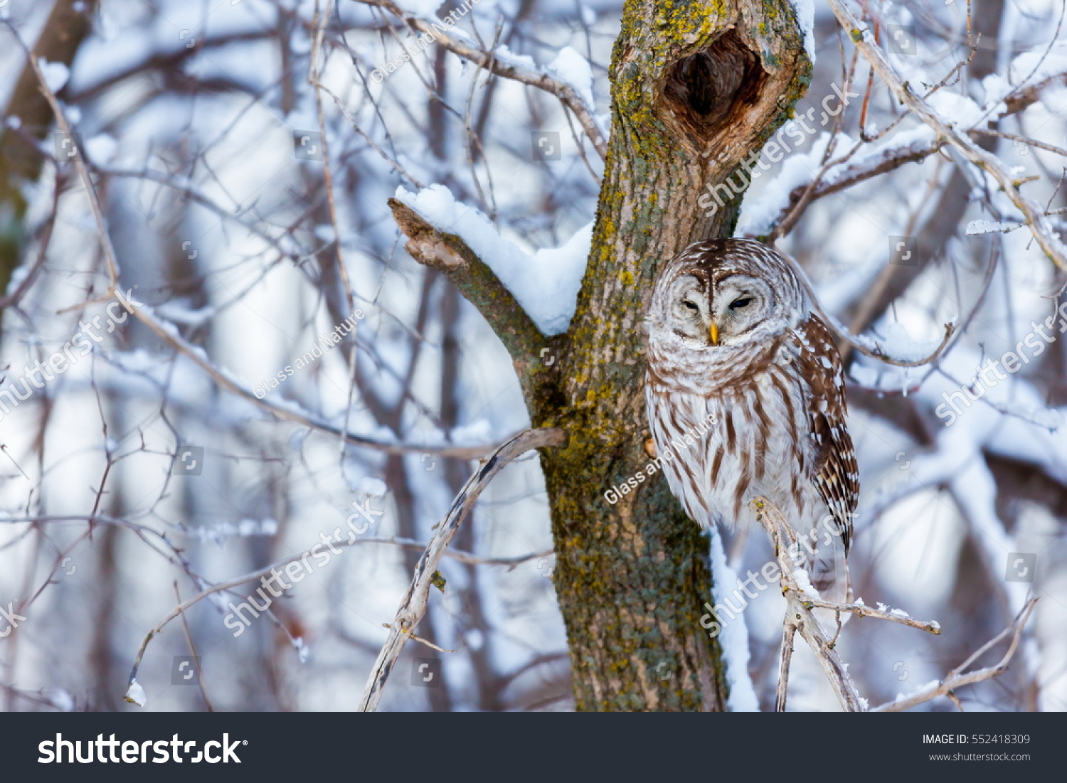 The barred owl is a large typical owl native to North America. Best known as the hoot owl for its distinctive call, it goes by many other names, including eight hooter, rain, wood  and striped owl.  #552418309