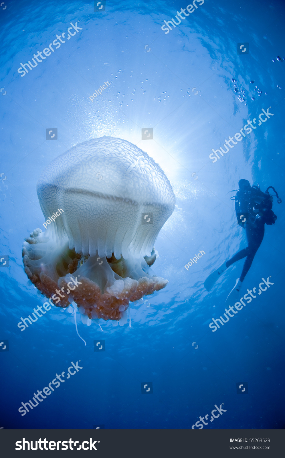 sunburst behind jellyfish and a diver #55263529