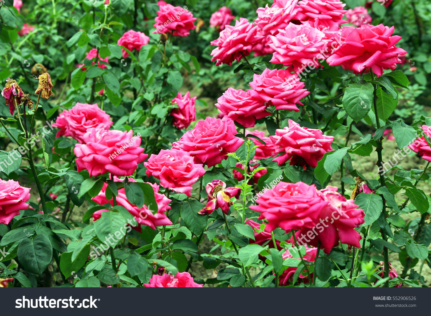 red roses garden spring season #552906526