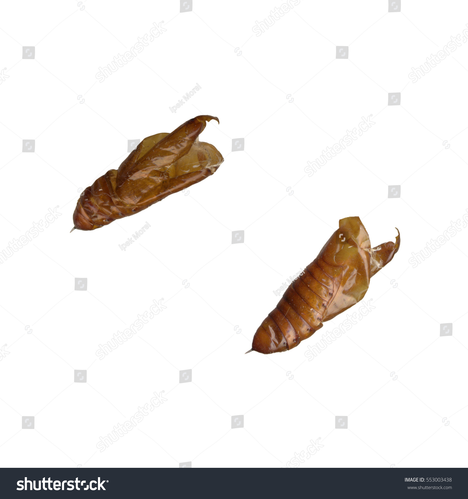 Two sides of caterpillar cocoon on a white background #553003438