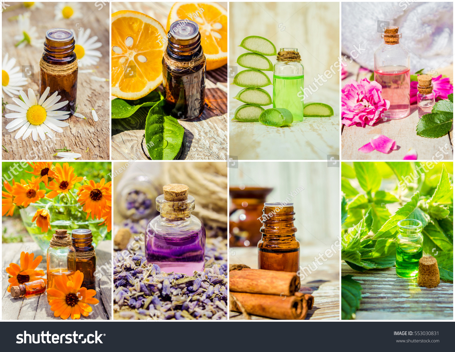 collage of herbs and essential oil.  #553030831