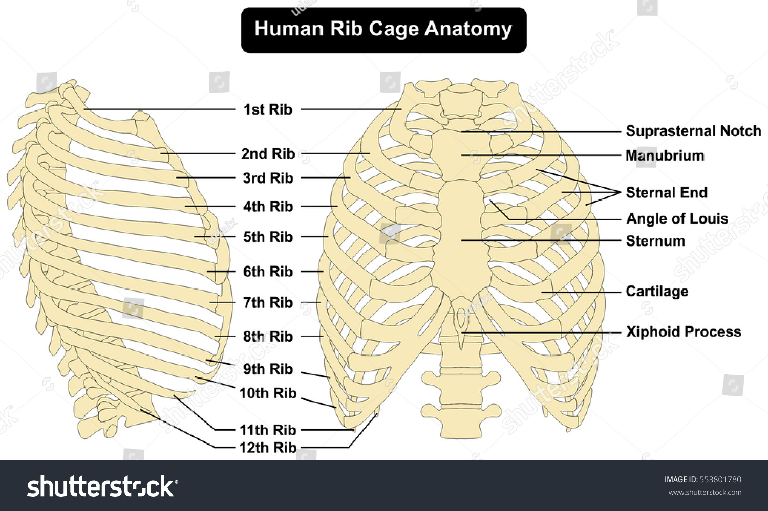 Human body Rib Cage Anatomy anterior and right lateral view all bones surface sternum vertebra vertebral column sternal end cartilage xiphoid process  science education infographic #553801780