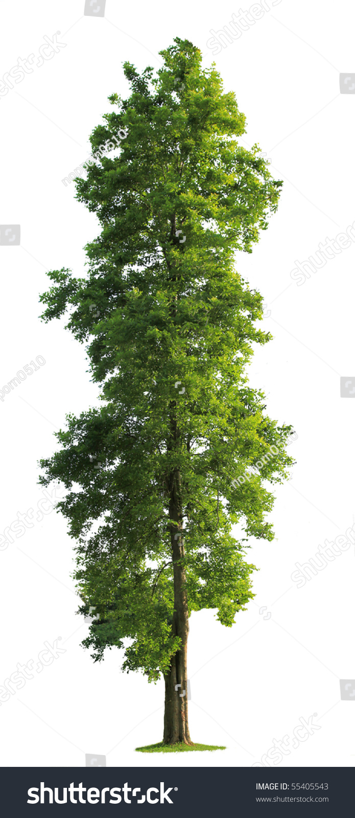 Green Tree isolated against a white background #55405543