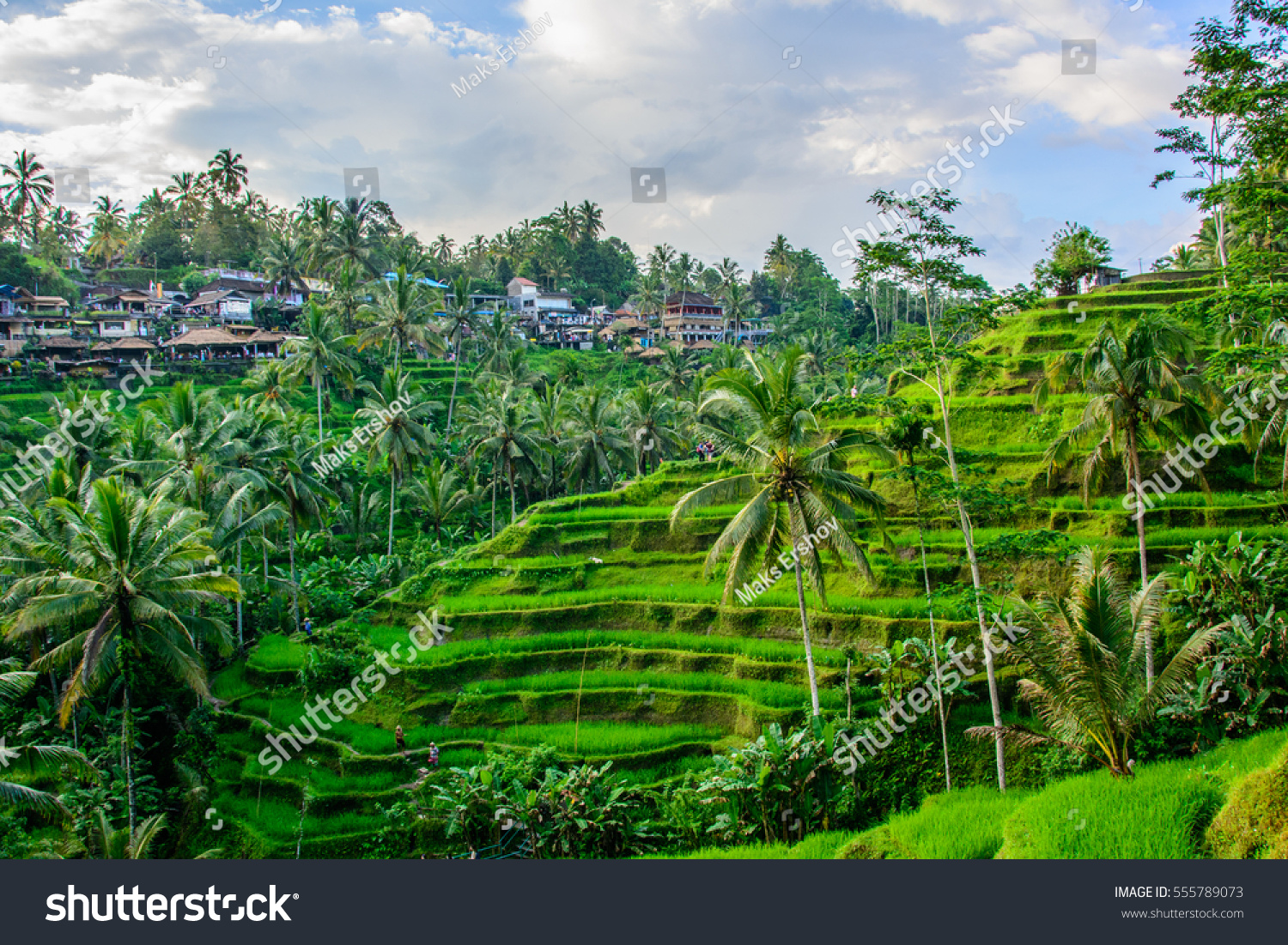 Tegalalang rice terraces, Ubud, Bali, Indonesia #555789073