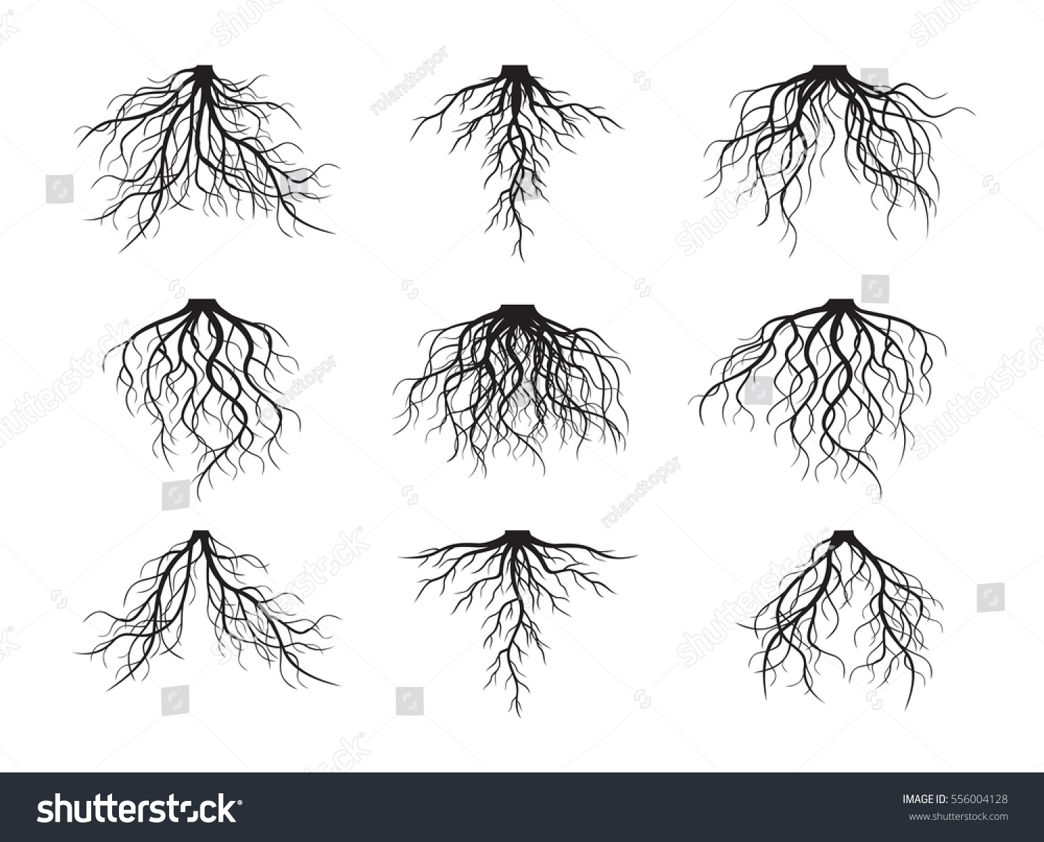 Set of many different
black Roots. Vector outline Illustration. #556004128