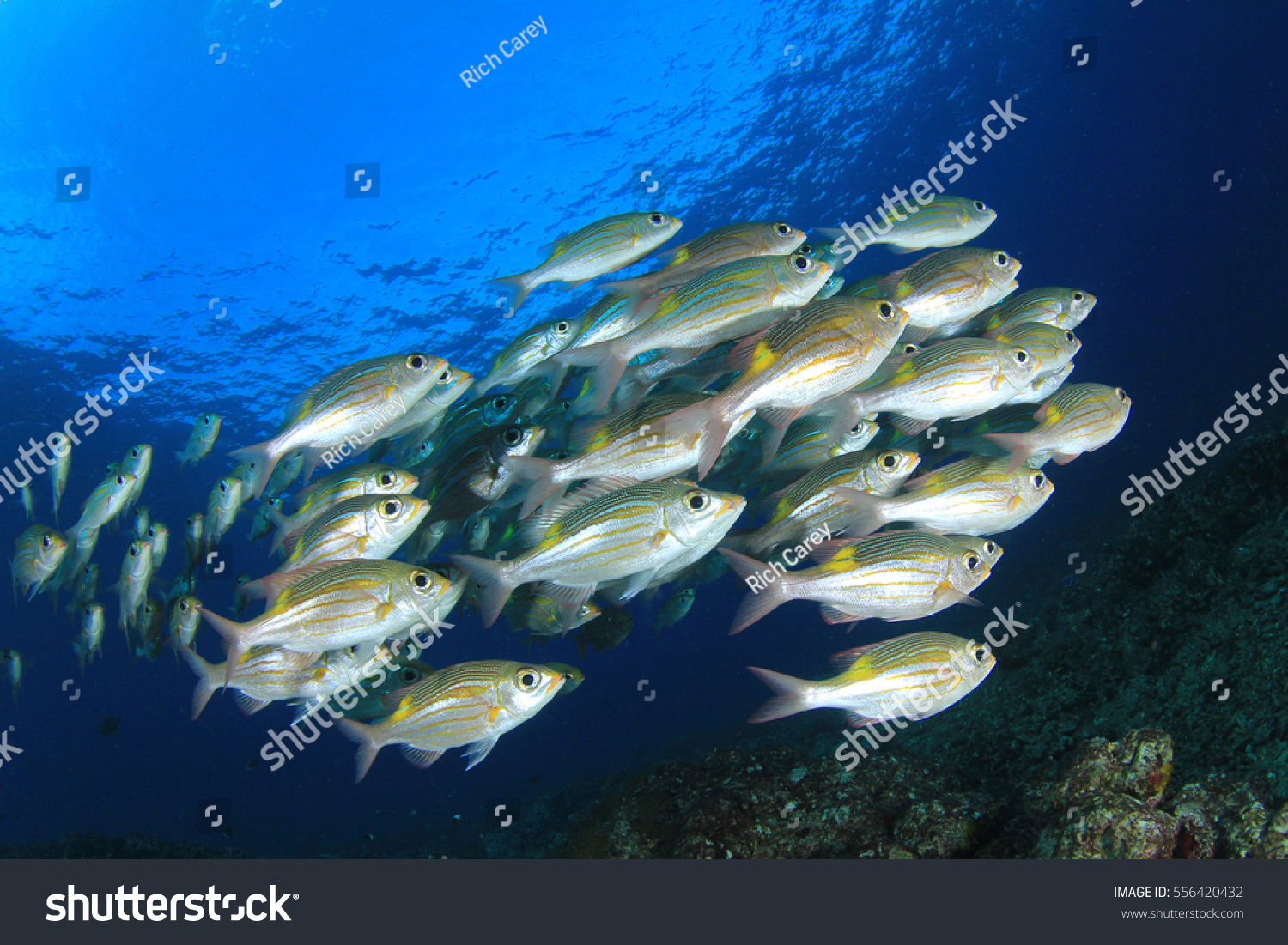 Fish in ocean. Snapper fish school. Shoal of fish in sea #556420432