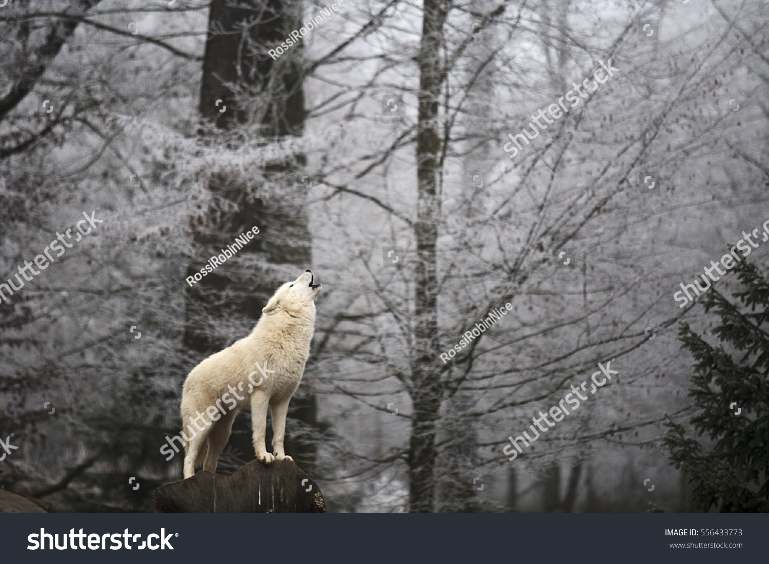 Wolf's howling in the winter forest, magic moment. Blurry background with white forest  #556433773
