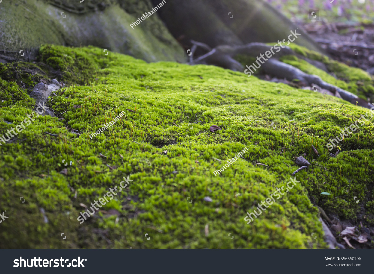 Close up of Moss on tree. Nature life background #556560796