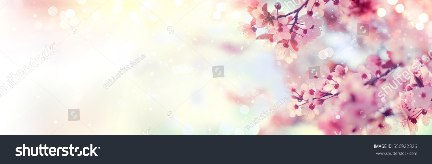 Spring border or background art with pink blossom. Beautiful nature scene with blooming tree and sun flare. Easter Sunny day. Spring flowers. Beautiful Orchard Abstract blurred background. Springtime #556922326