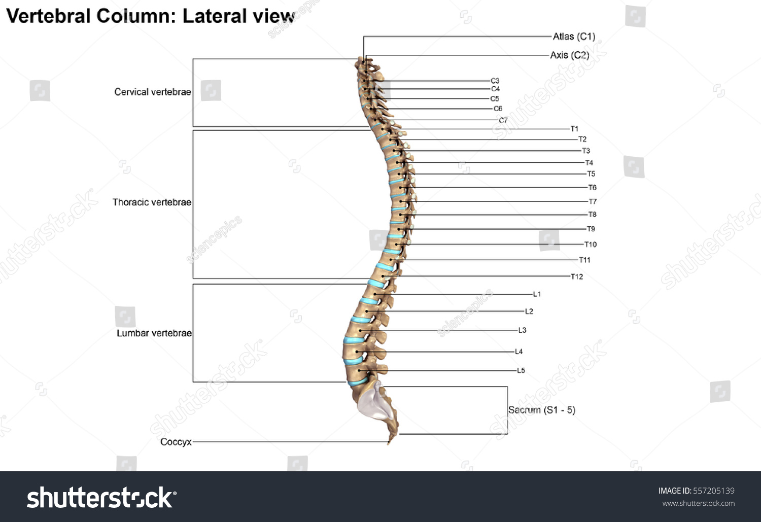 Vertebral Column Lateral View 3d Illustration Royalty Free Stock