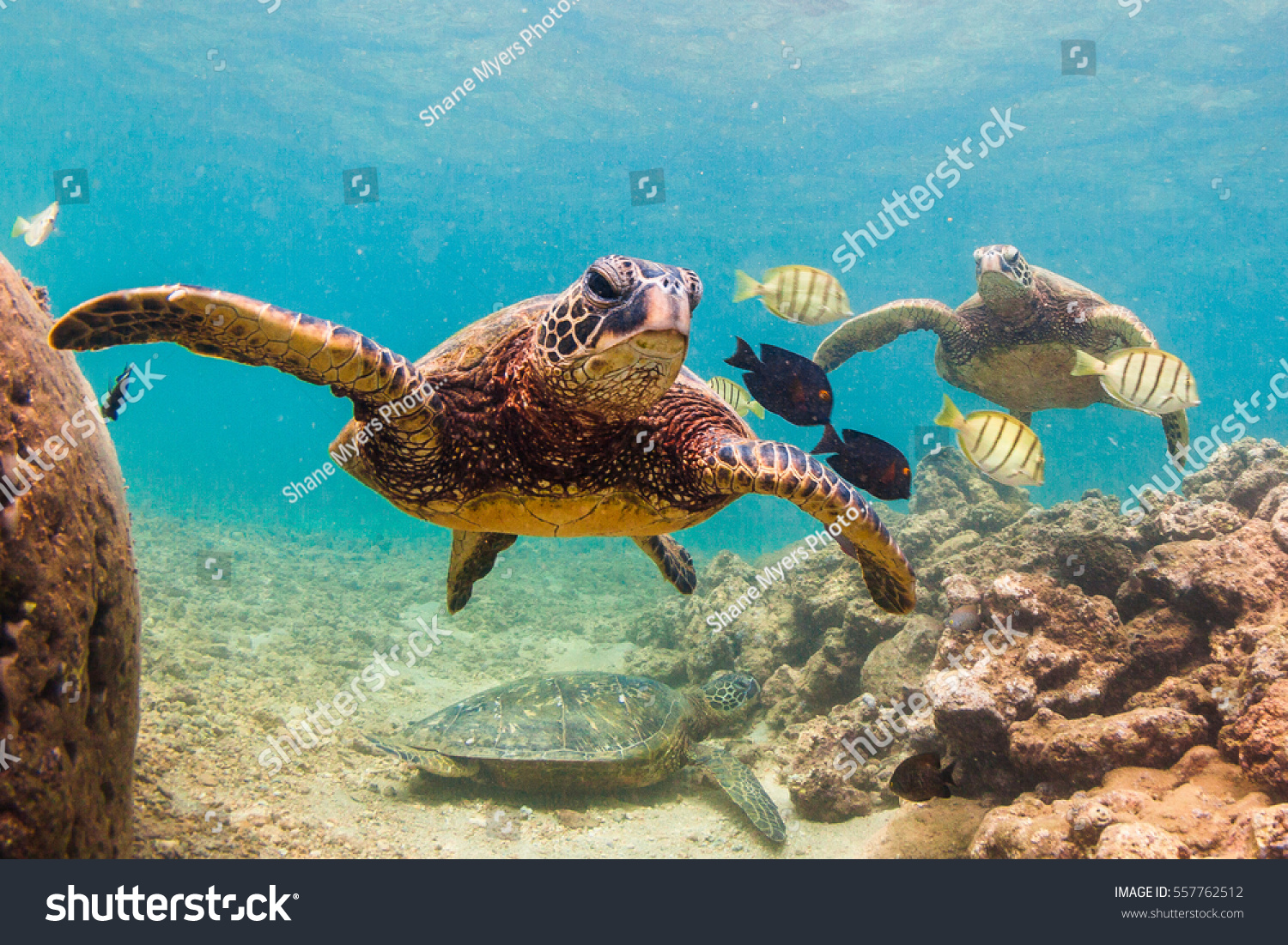 An endangered Hawaiian Green Sea Turtle cruises in the warm waters of the Pacific Ocean in Hawaii. #557762512