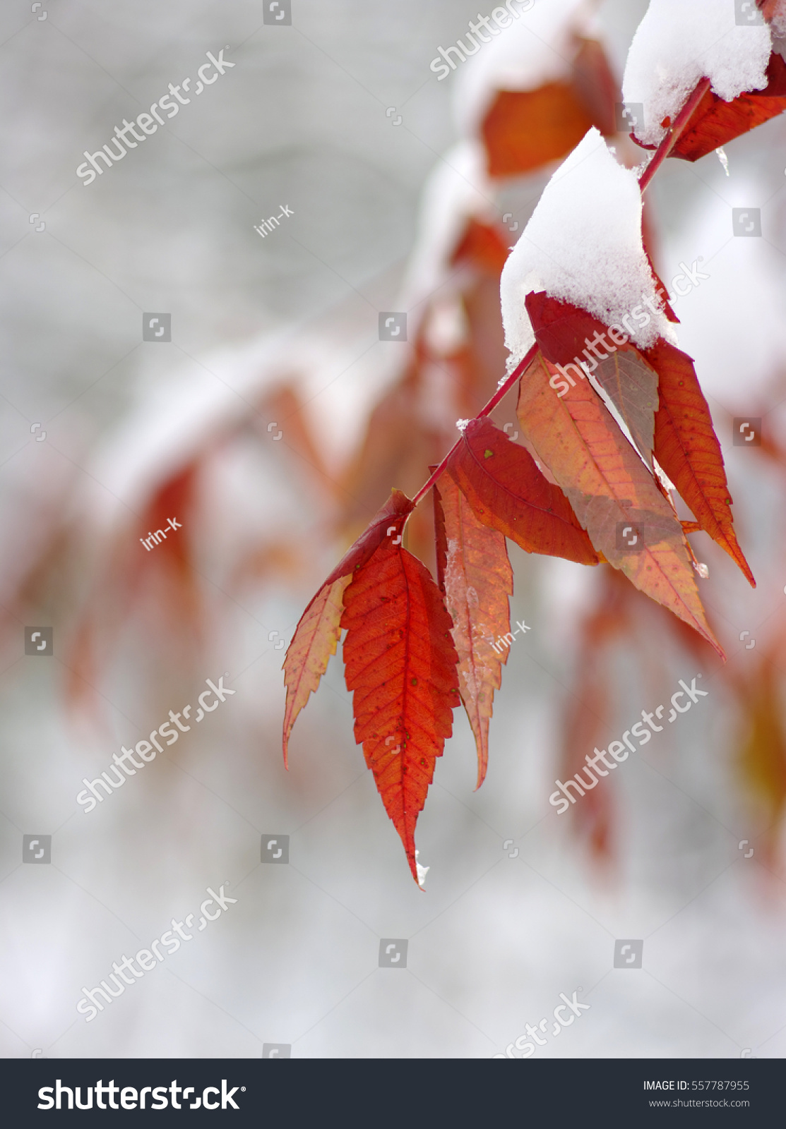 Yellow leaves in snow. Late fall and early winter. Blurred nature background with shallow dof. #557787955