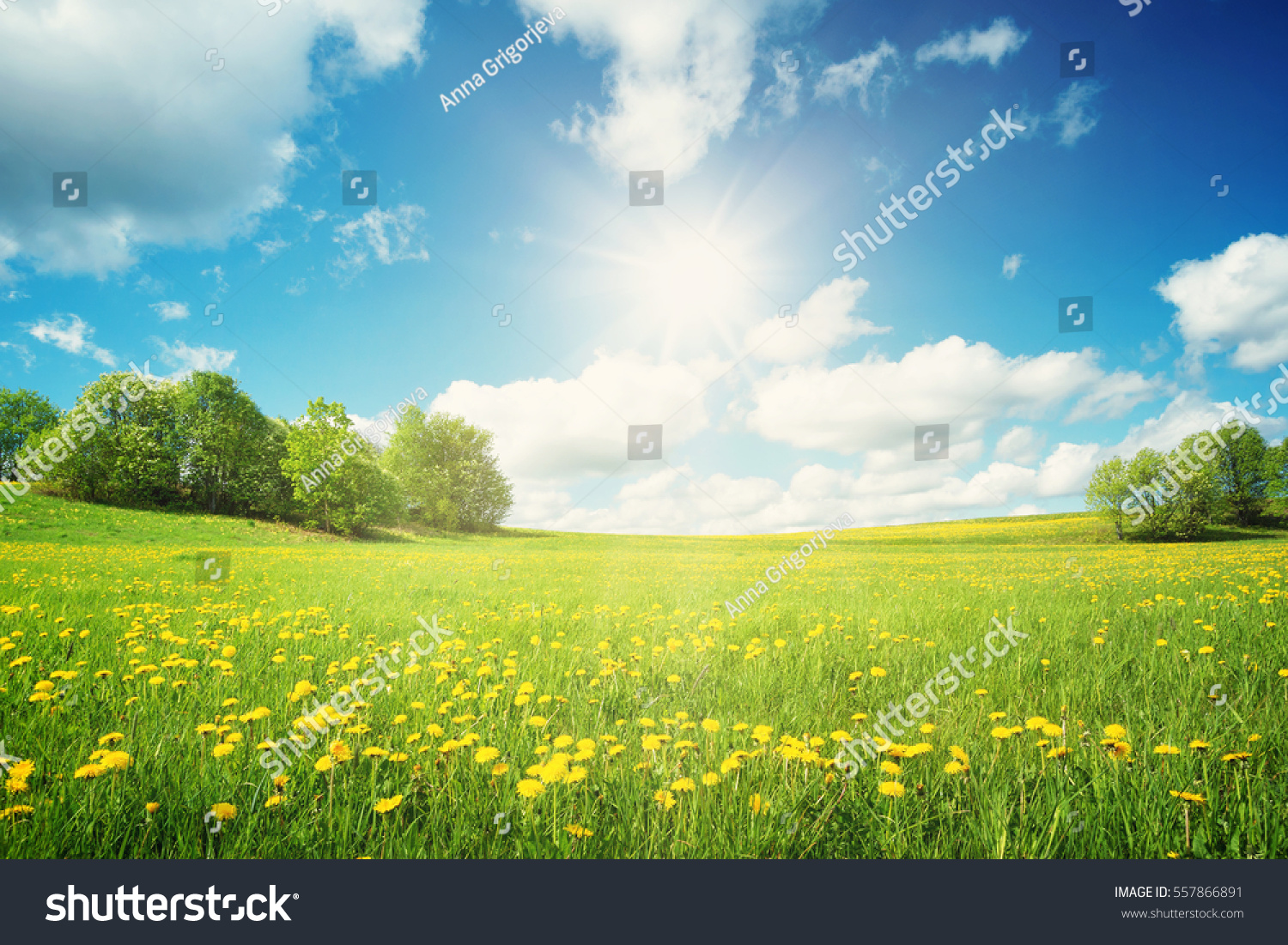 Field with yellow dandelions and blue sky #557866891