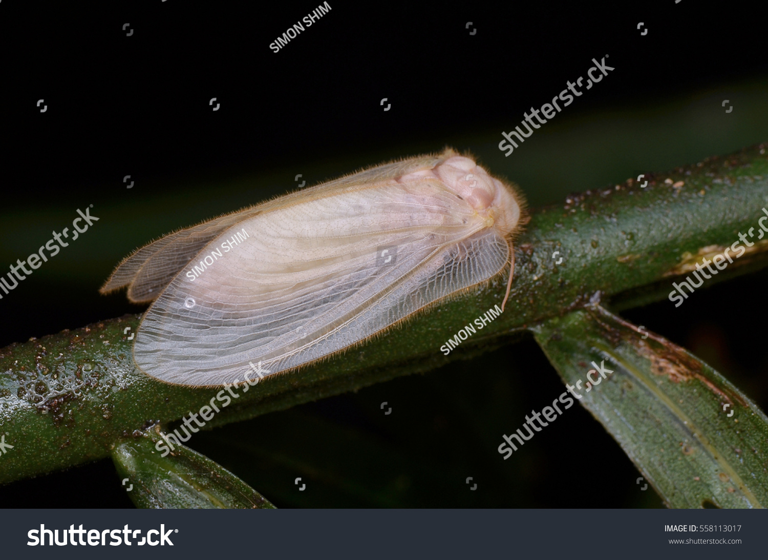 Moth lacewing (Rapisma sp.)  #558113017