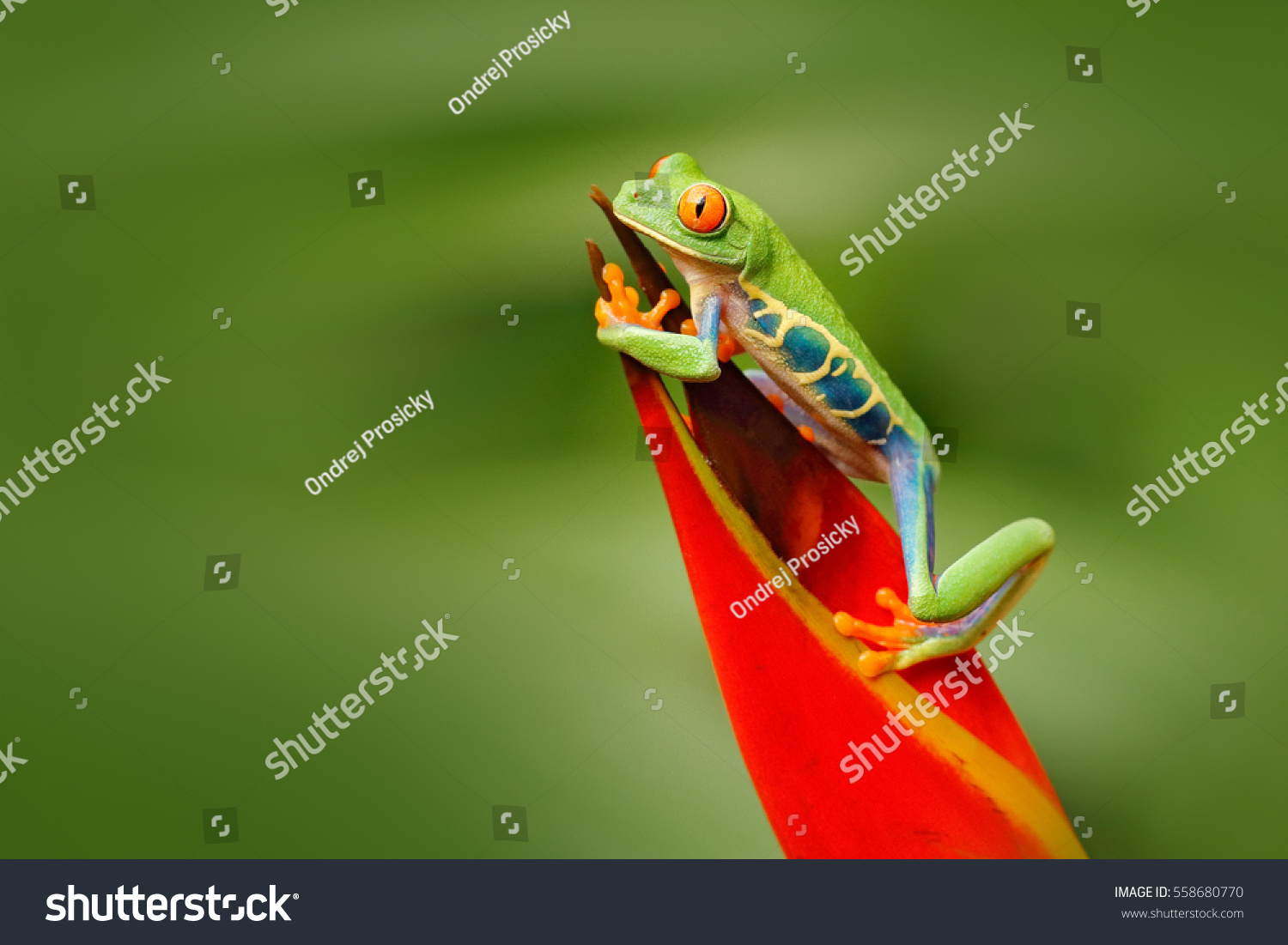 Red-eyed Tree Frog, Agalychnis callidryas, animal with big red eyes, in the nature habitat, Costa Rica. Beautiful frog in forest, exotic animal from central America. #558680770
