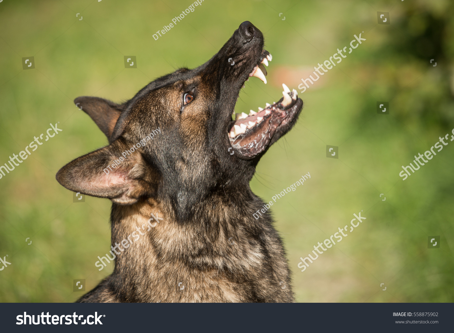 Portrait of angry Gray working line German shepherd barking  #558875902