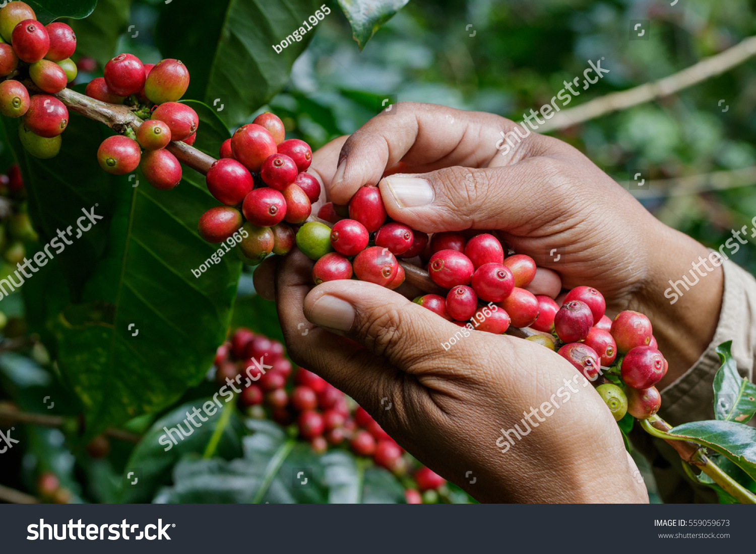 harvesting coffee berries by agriculturist hands #559059673