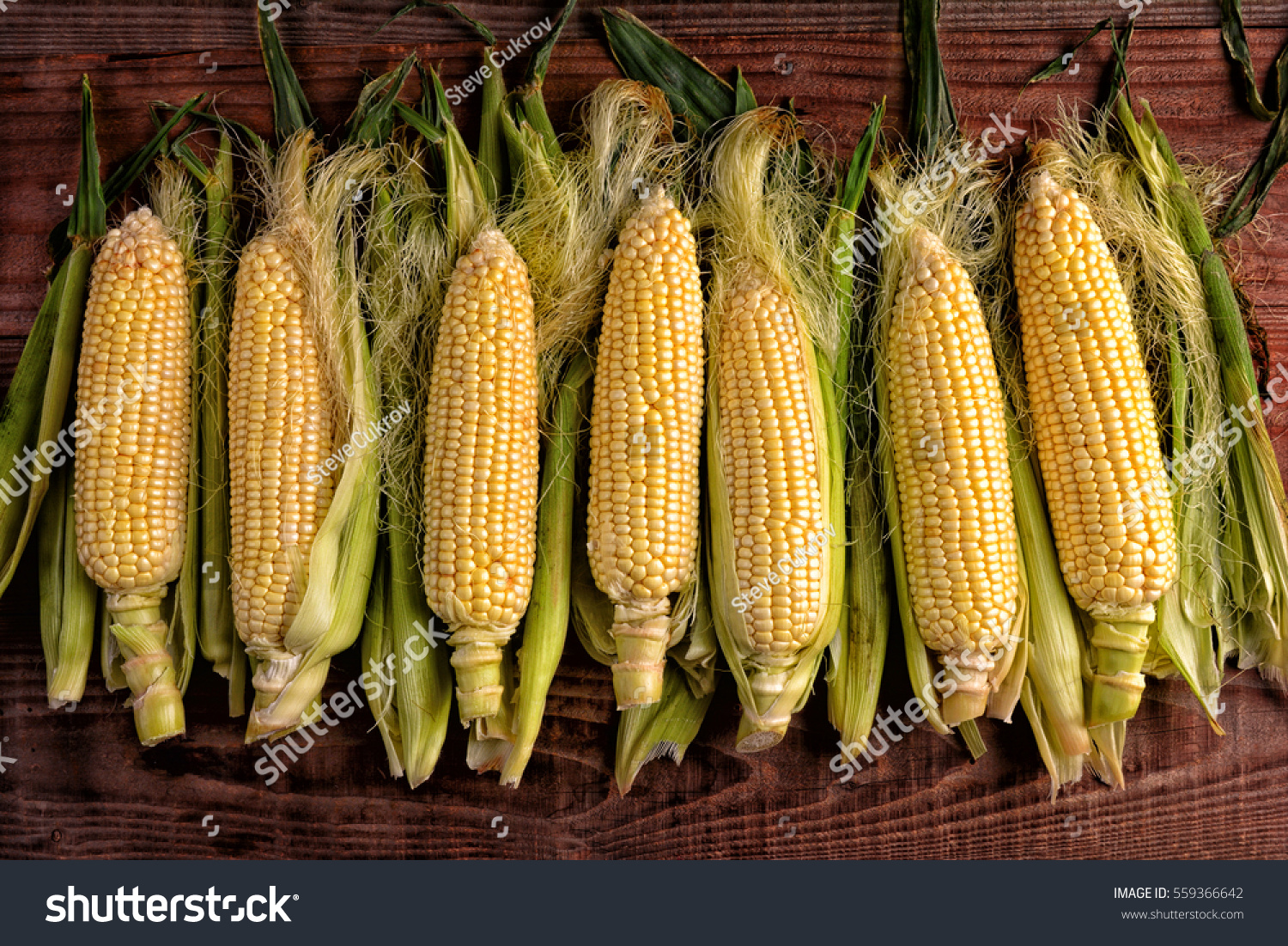 Several fresh picked and shucked corn on the cob ears on a rustic wood table. The sweet corn is shot from a high angle in horizontal format. #559366642