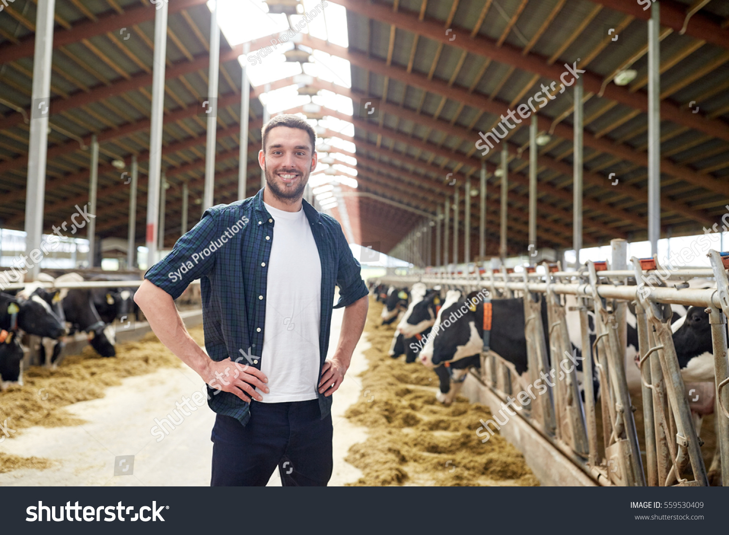 agriculture industry, farming, people and animal husbandry concept - happy smiling young man or farmer with herd of cows in cowshed on dairy farm #559530409