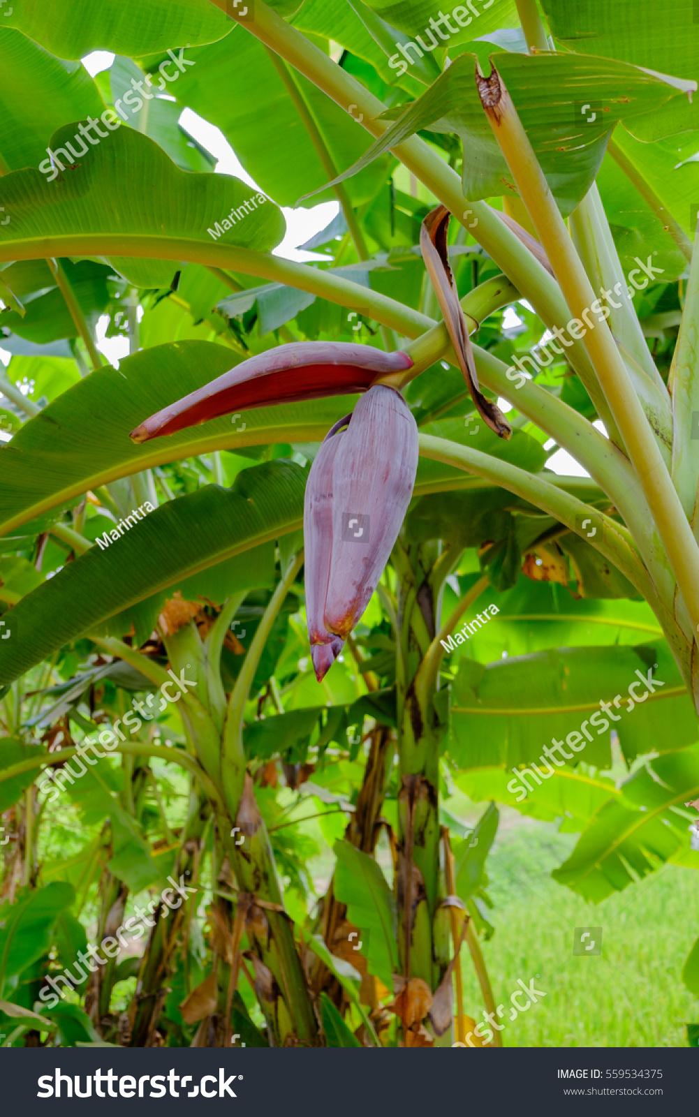 Banana blossom is going to grow bananas on a banana tree. #559534375