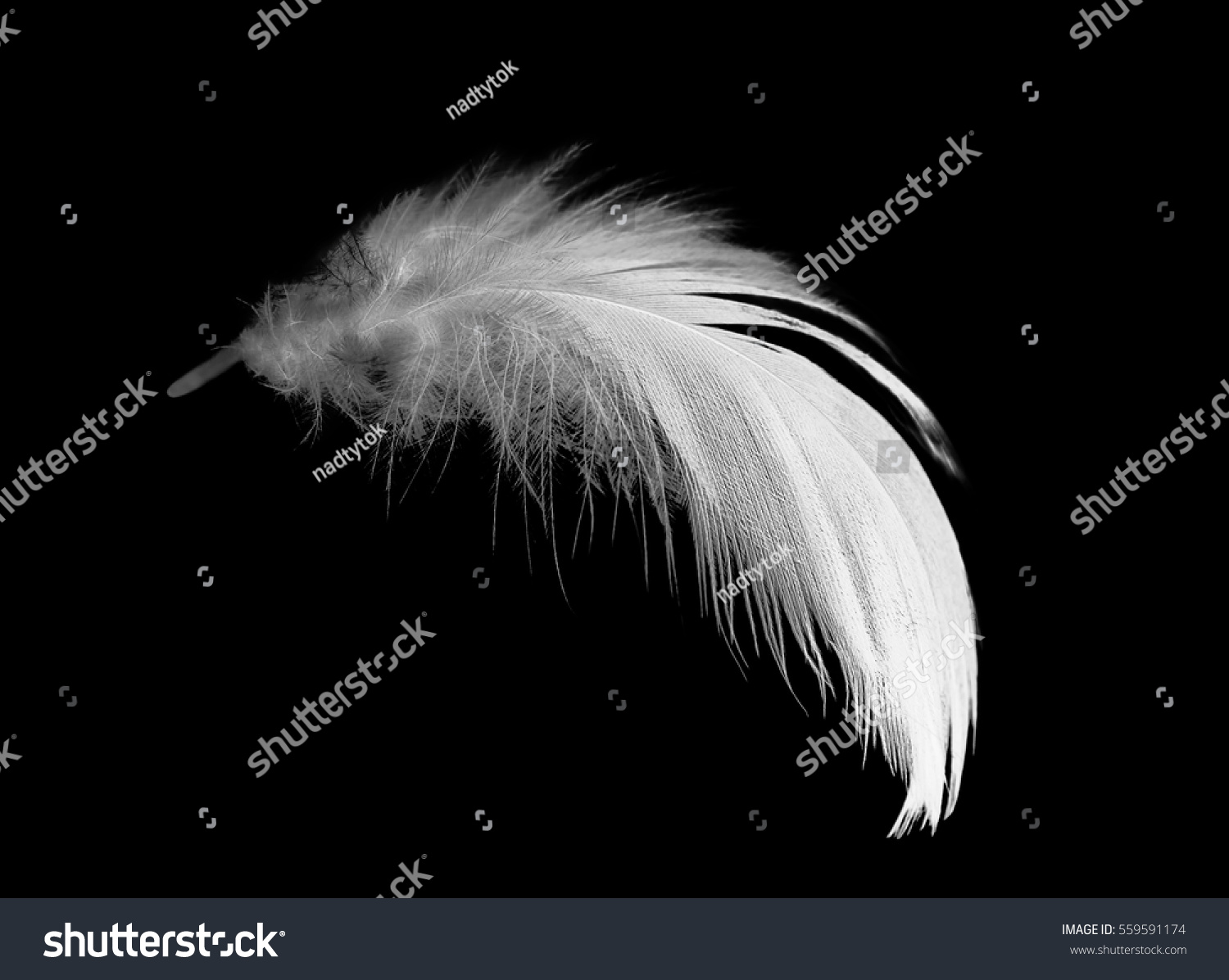white feather on black background #559591174