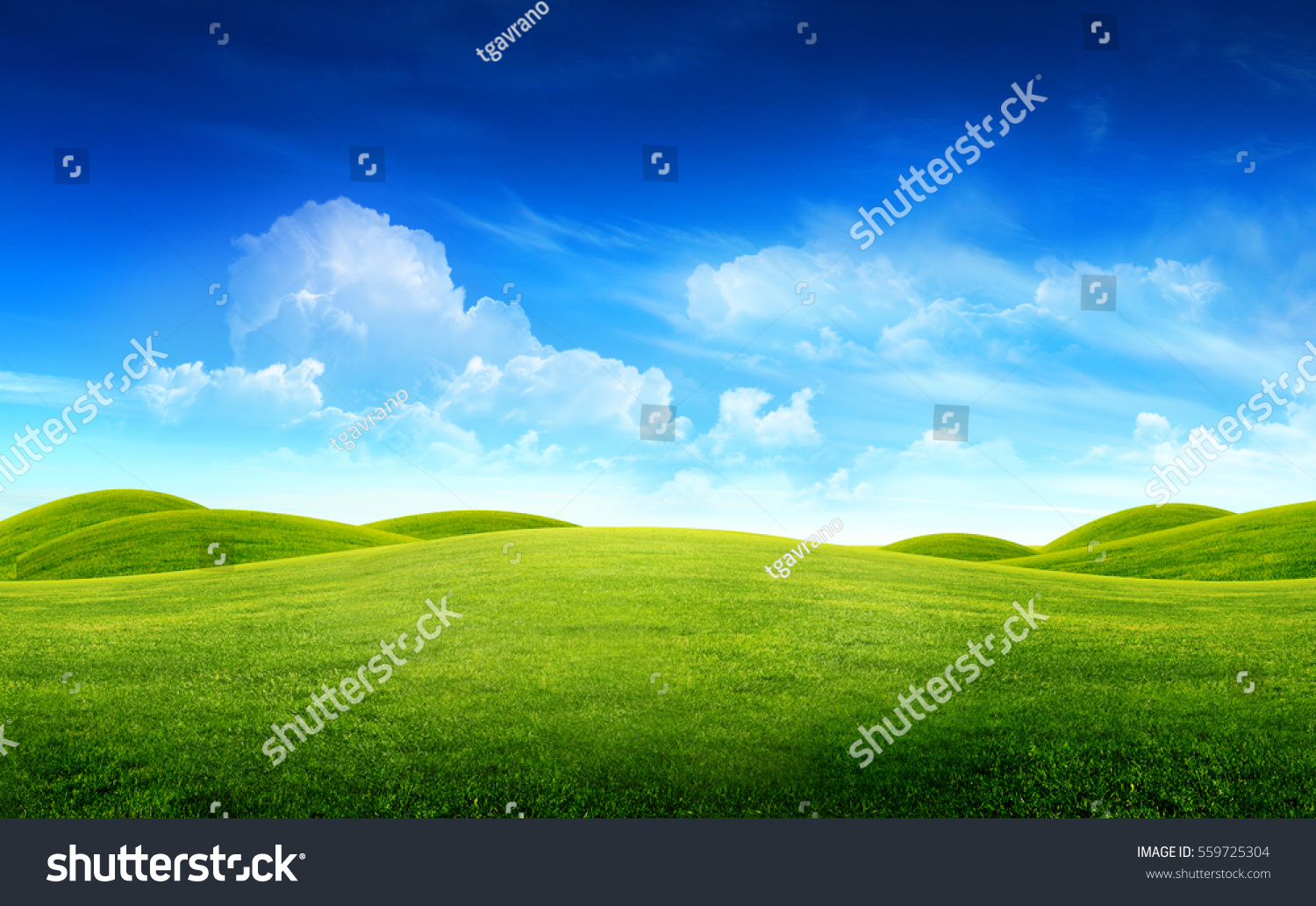 Green grass field on small hills and blue sky with clouds #559725304