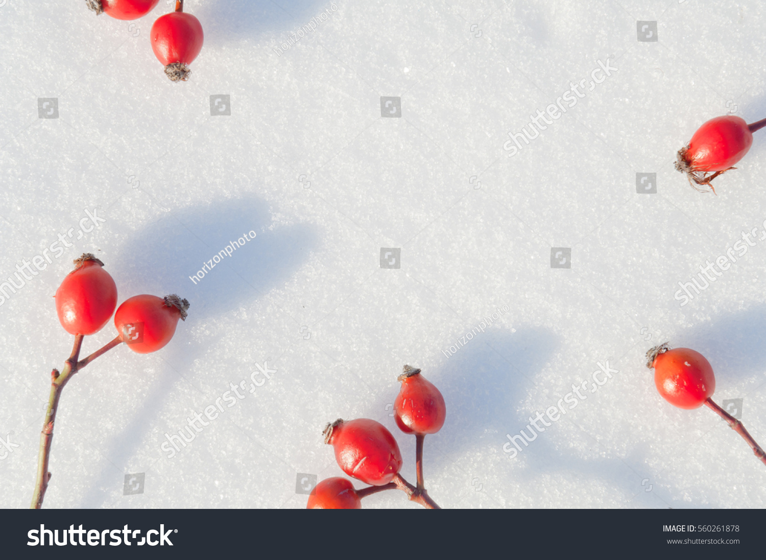 Winter snow background decorated with rose hip berries arranged red berries on snow #560261878