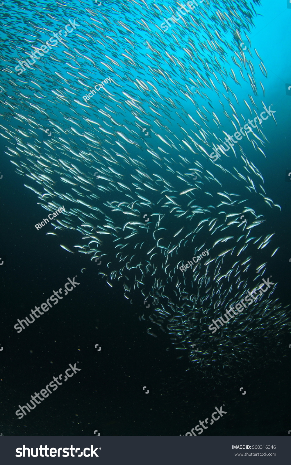 Sardines fish in ocean #560316346