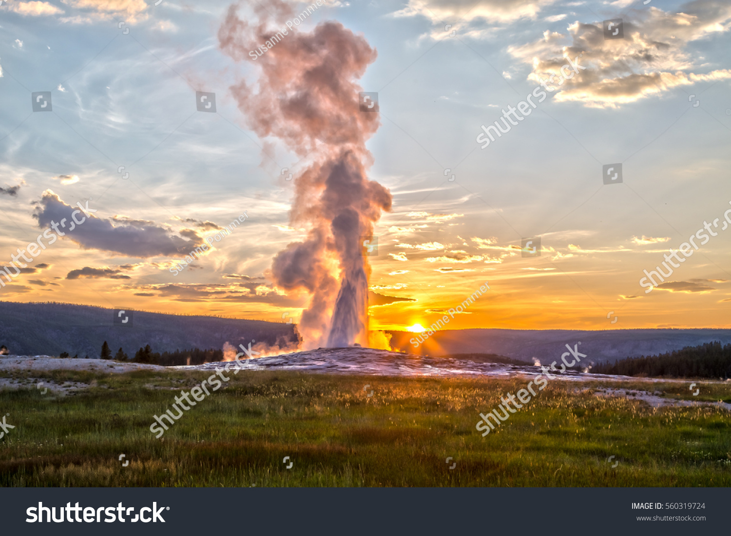 Old Faithful Geyser Eruption in Yellowstone National Park at Sunset #560319724