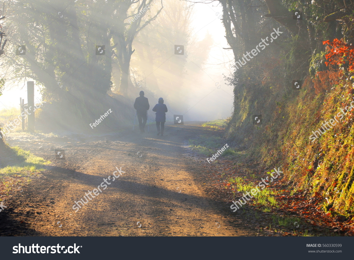 Couple walking in the foggy forest with beautiful morning sun rays #560330599