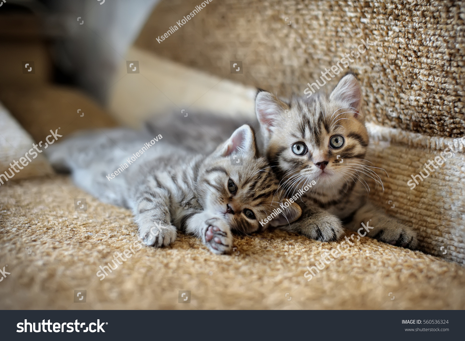 portrait of two little kittens at home on the couch #560536324