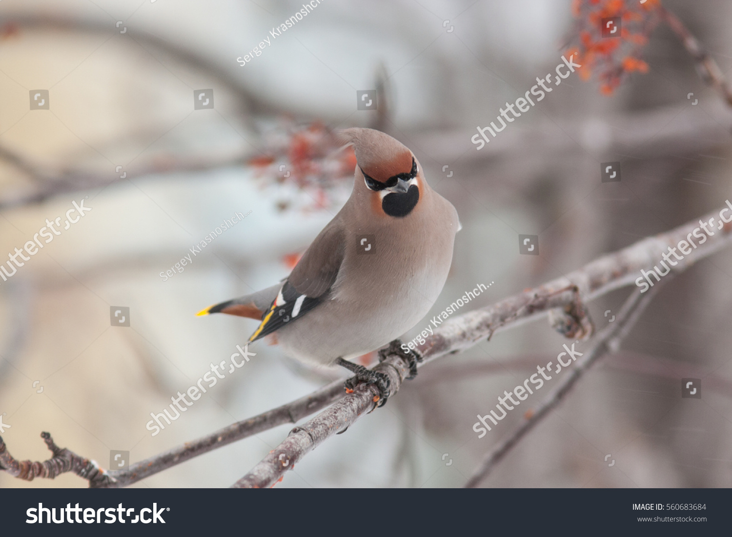 waxwing winter small bird Bombycilla garrulus #560683684