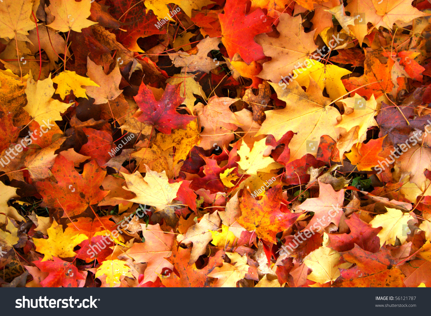 fall leaves #56121787