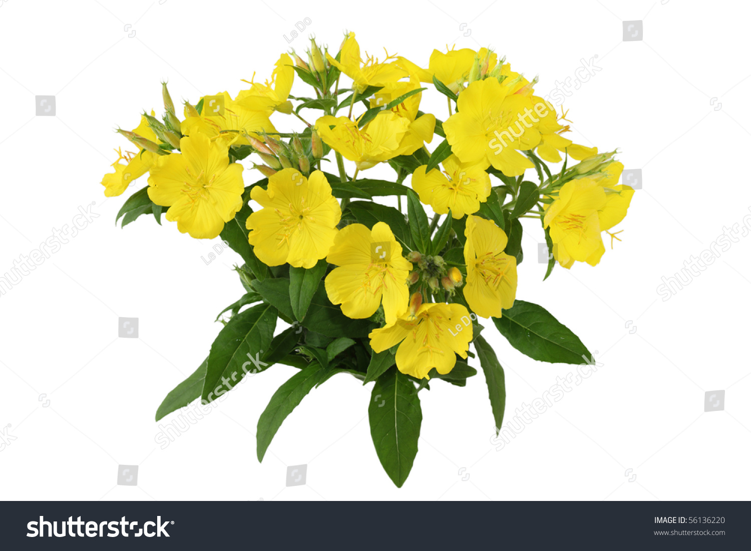 Yellow primrose oenothera frutcosa flower plant isolated on white #56136220