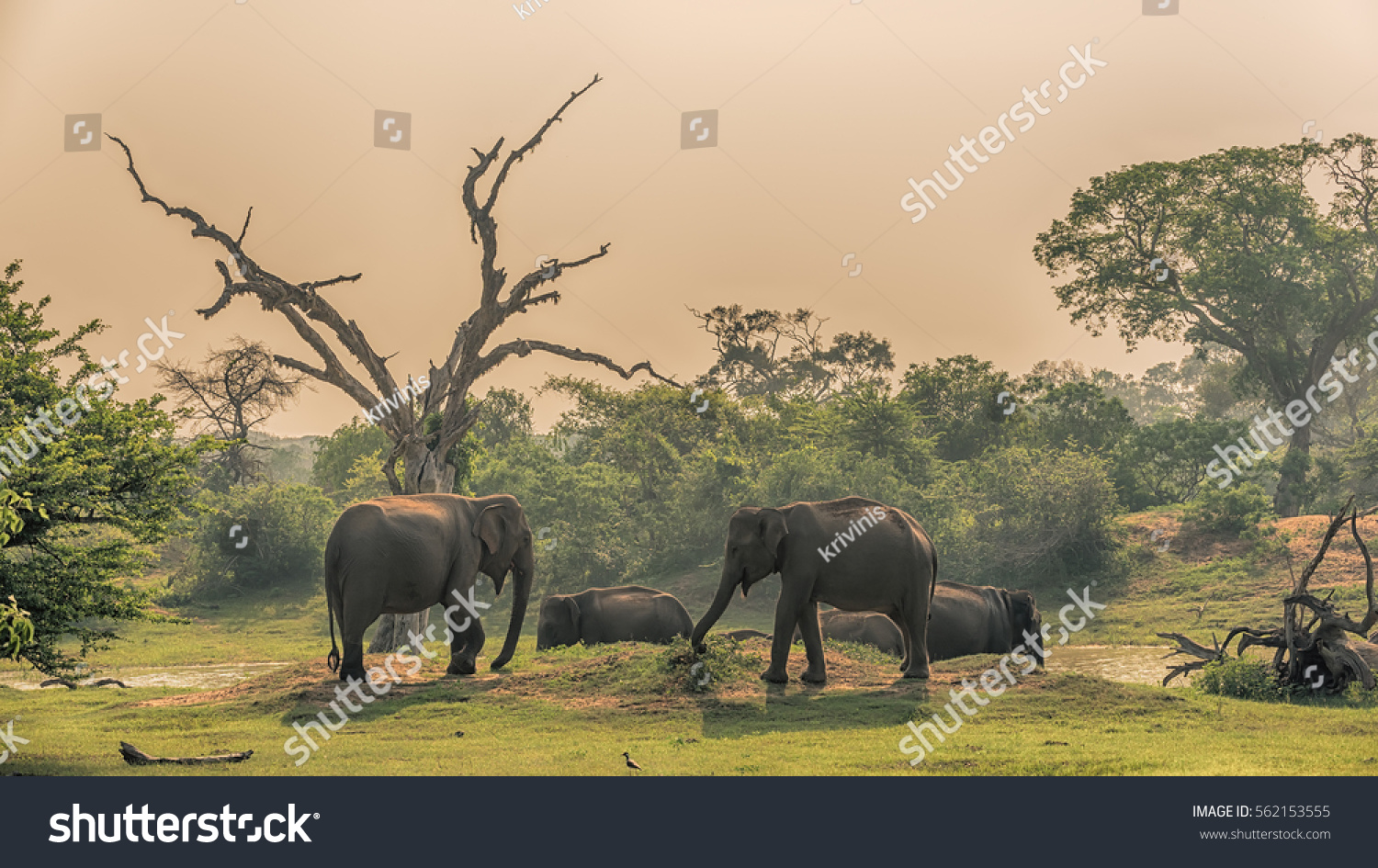 Sri Lanka: group of wild elephants at jungle drinking place of Yala National Park 
 #562153555
