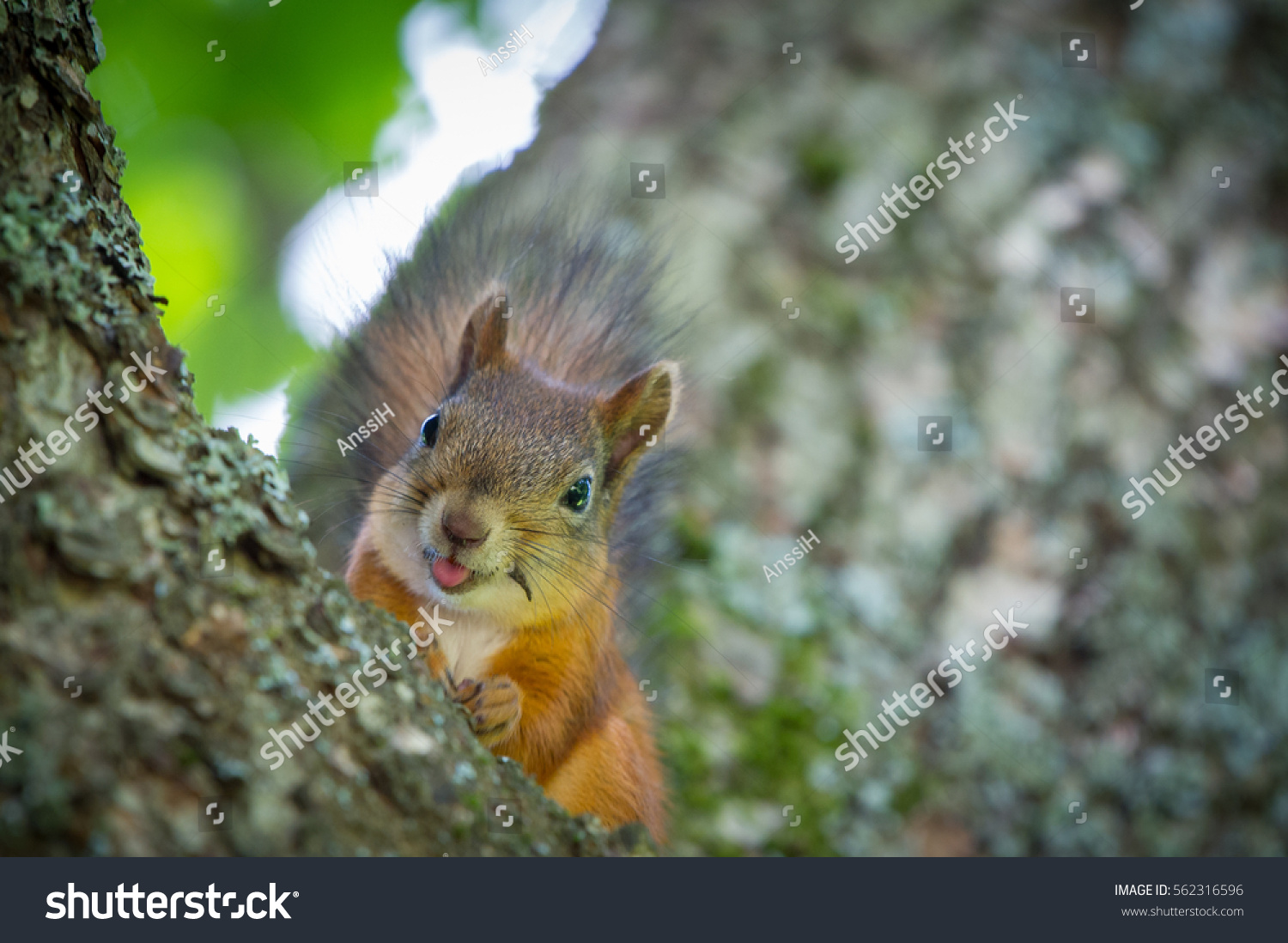 Funny Squirrel showing Tongue #562316596