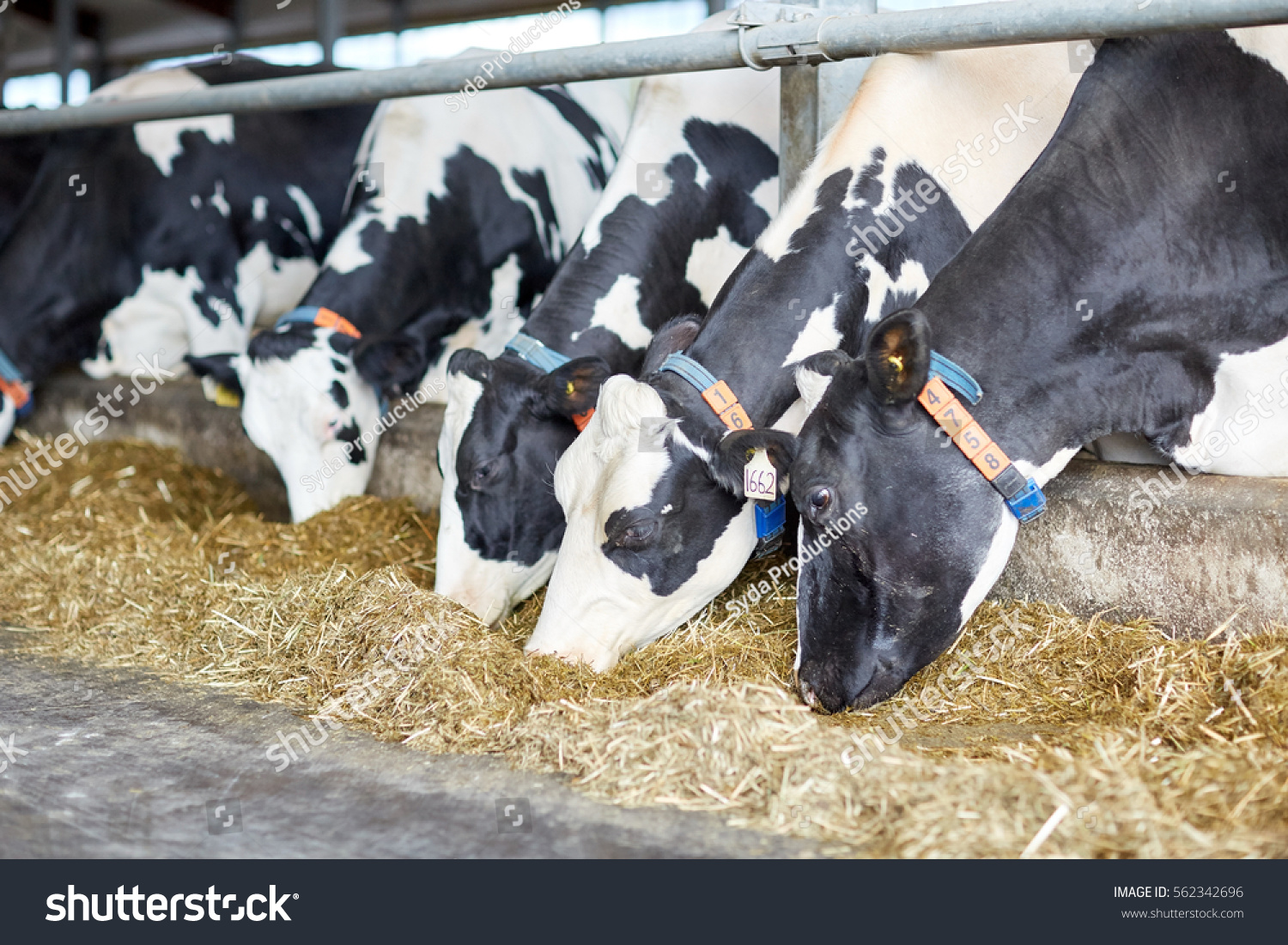 agriculture industry, farming and animal husbandry concept - herd of cows eating hay in cowshed on dairy farm #562342696