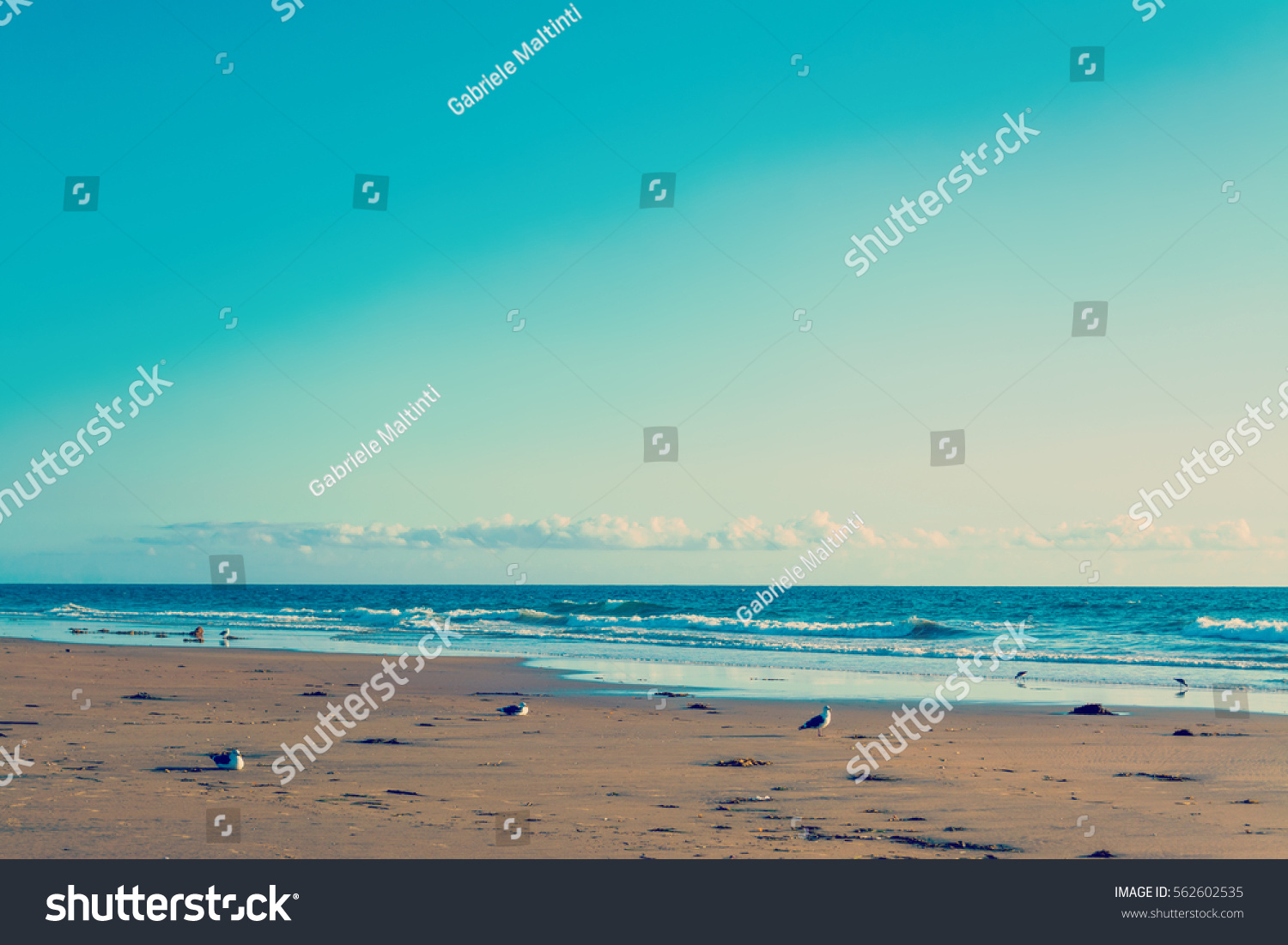Seagulls by the sea in Newport Beach, California #562602535