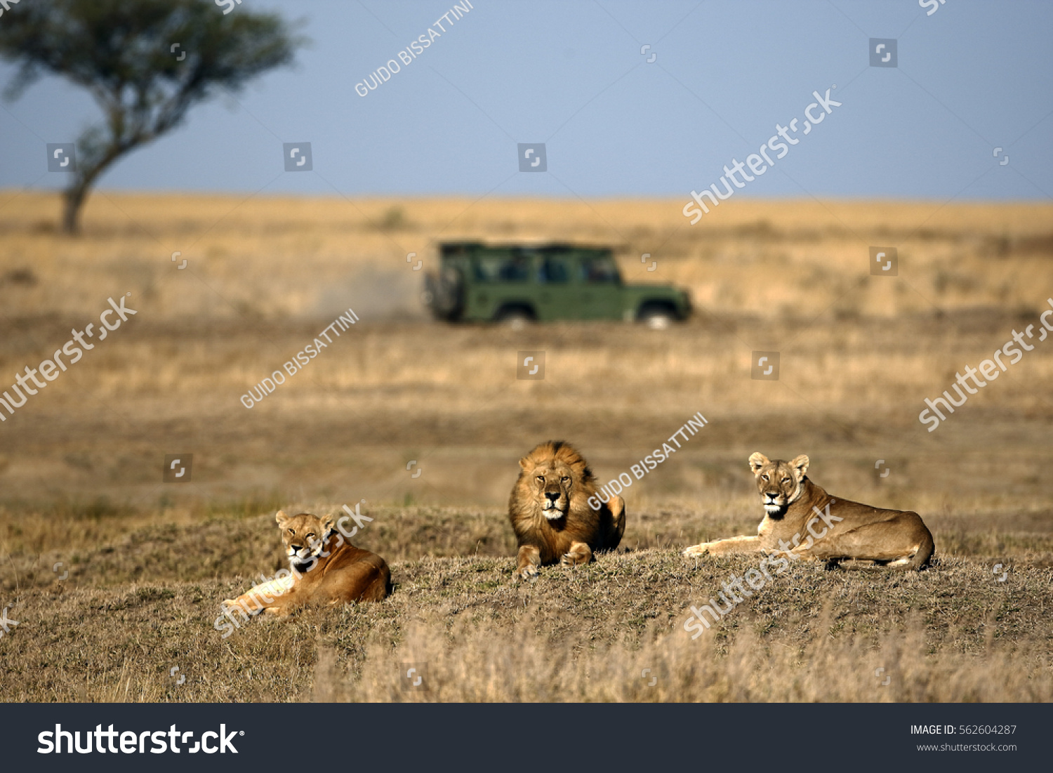 Lion and lionesses  in the savannah with land rover and acacia tree on slightly blurred  background  #562604287