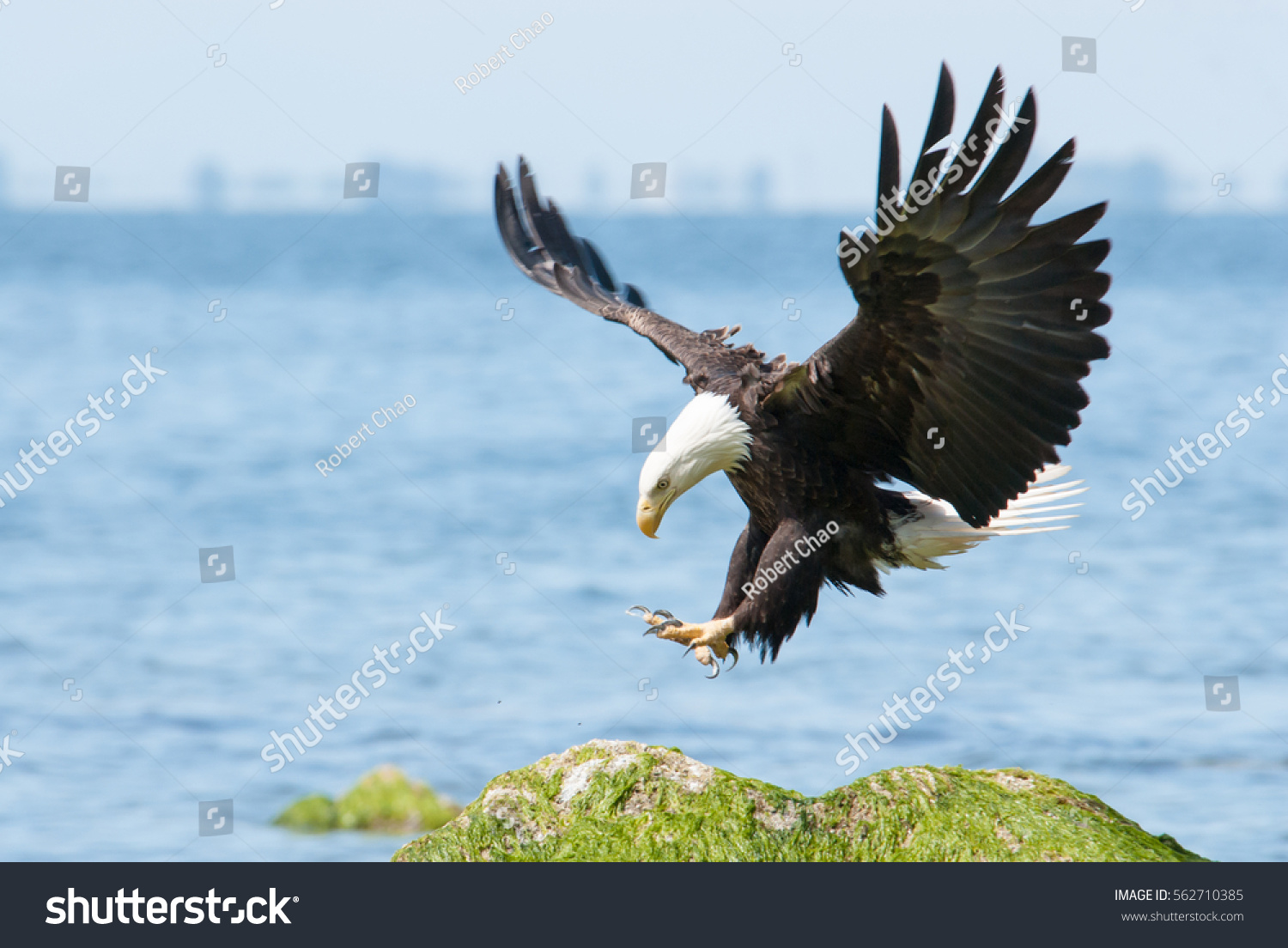 Bald eagle landing. #562710385