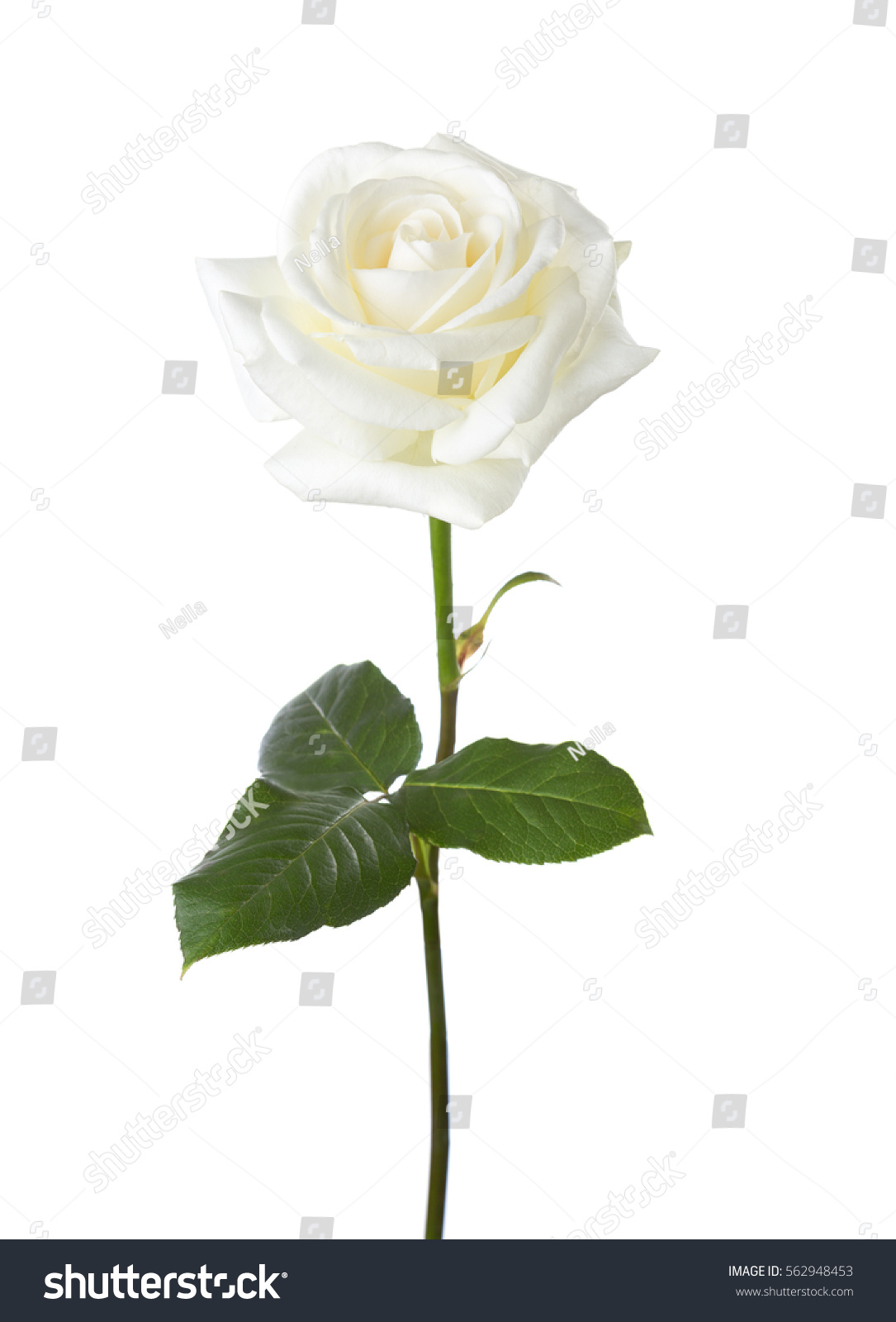 White rose isolated on white background. #562948453