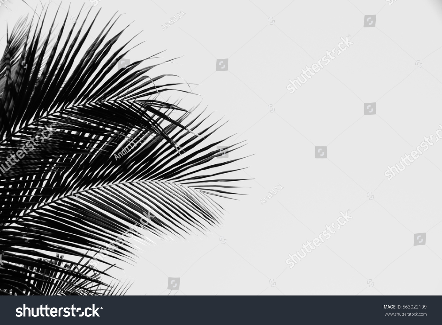 Contrasting black and white image palm tree against white background #563022109