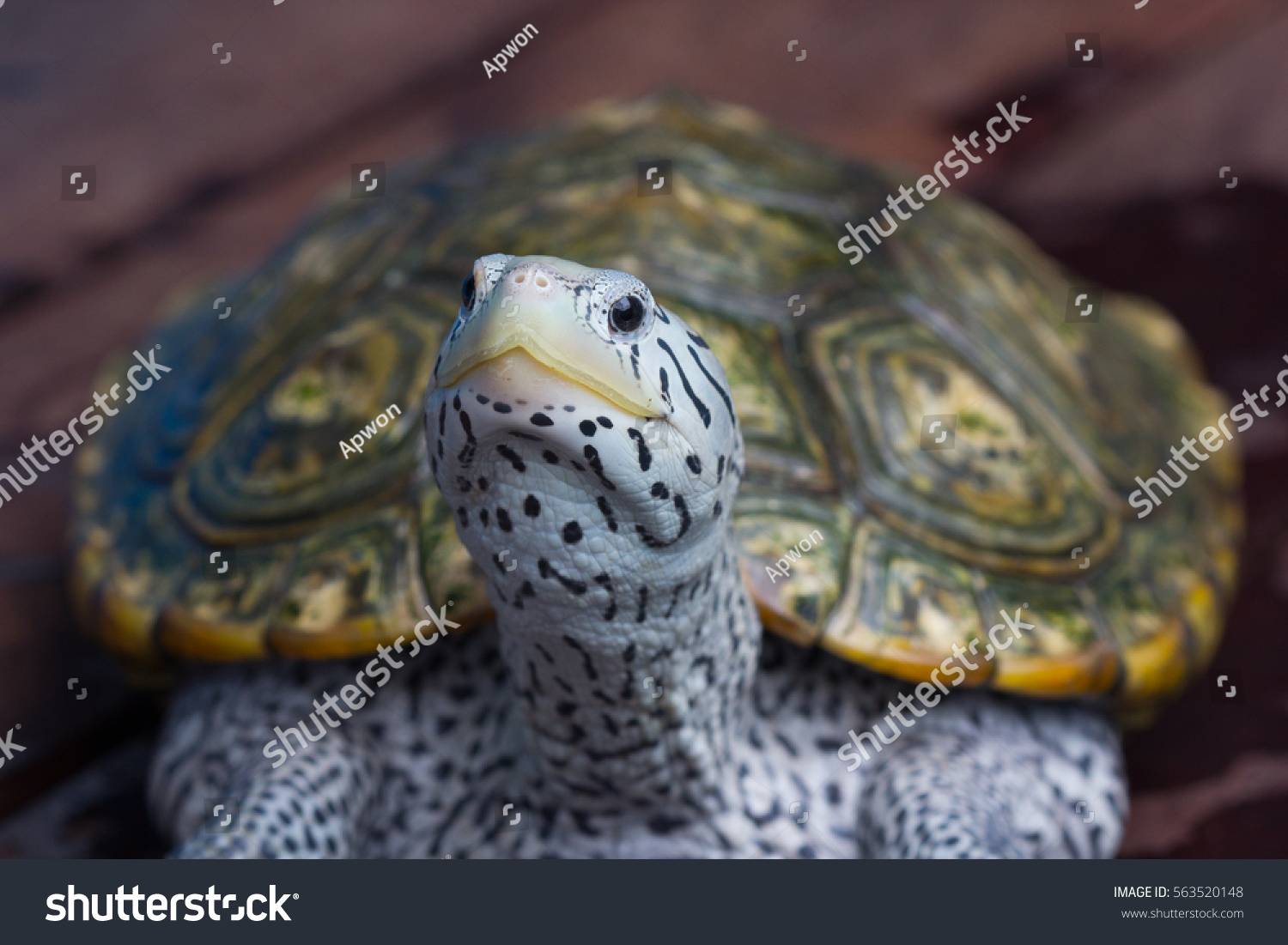 Diamond back terrapin turtle sunbathe
 #563520148